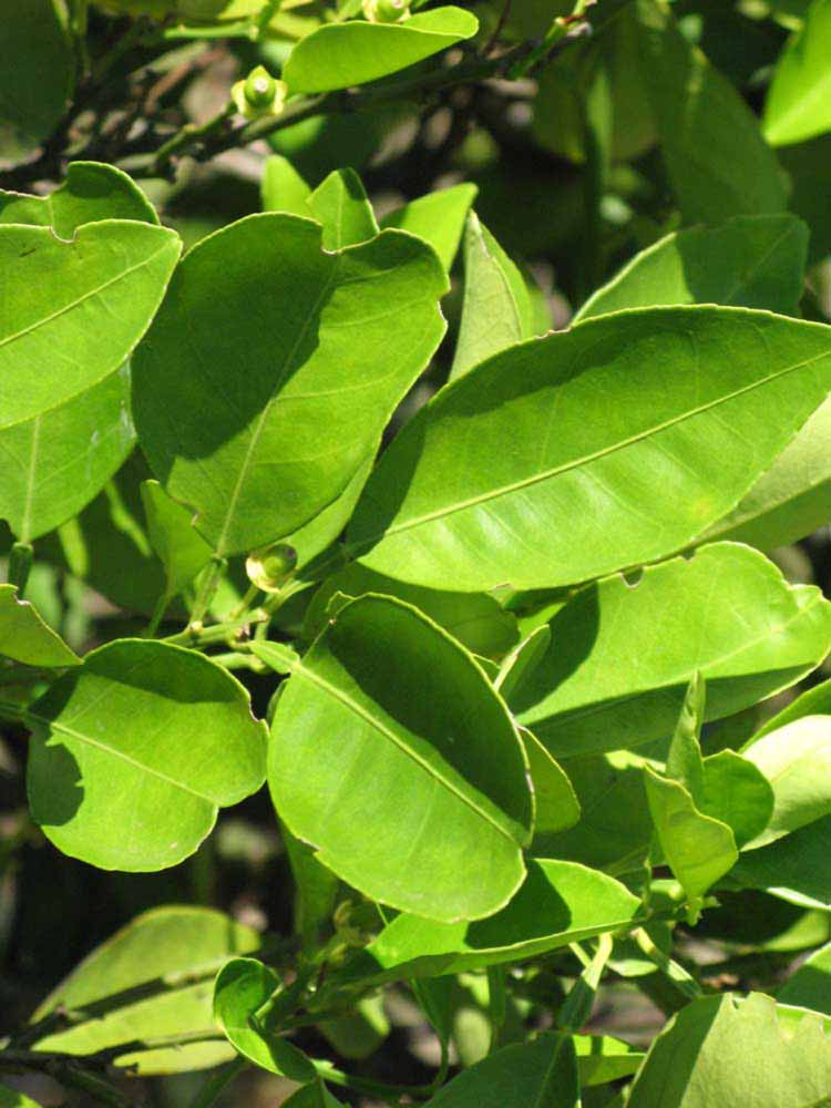              Sun leaves (Winter Haven, FL)       